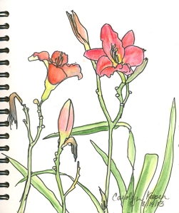 daylily sketch